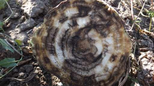 cytrynowego do brązowego lub czarnego;