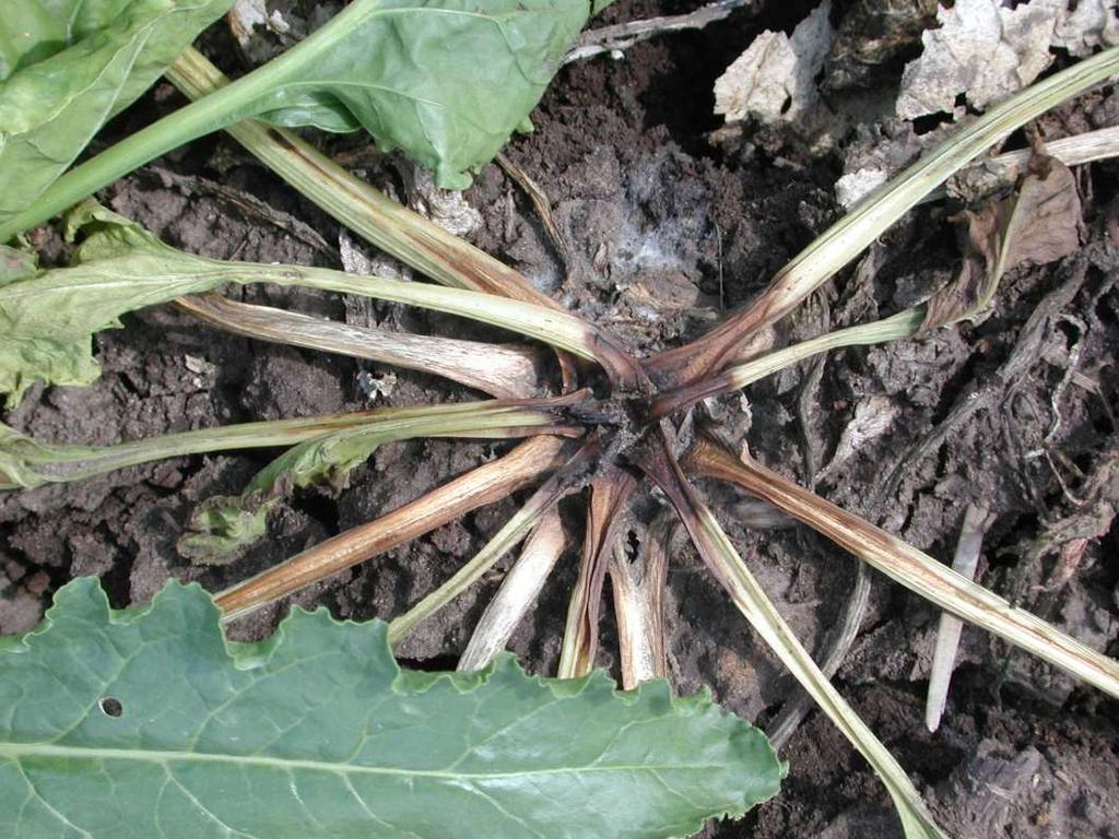 RHIZOPUS ARRHIZUS