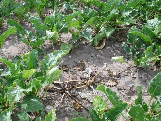 zgnilizna występuje na roślinach osłabionych wysokimi temperaturami i długotrwałą suszą; na ogonkach najstarszych