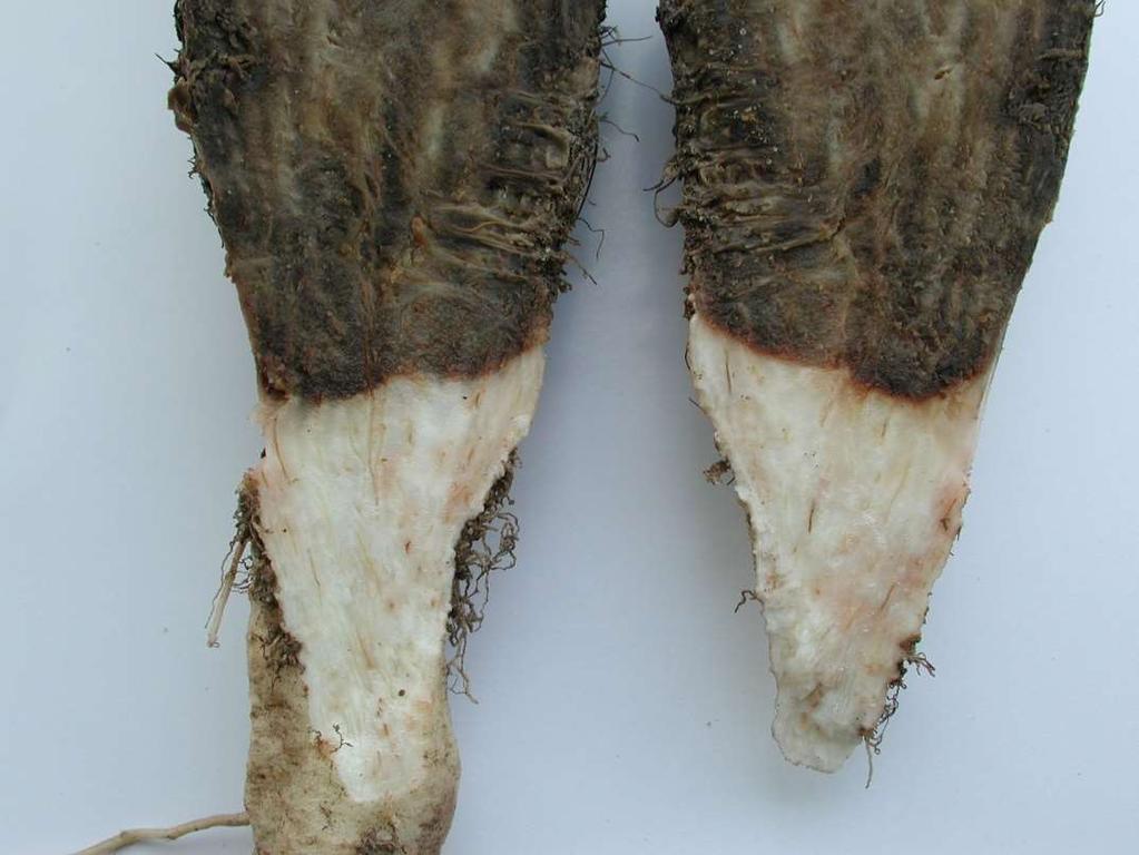 zakażona tkanka korzenia staje się jasnobrązowa lub popielata; choroba postępuje w