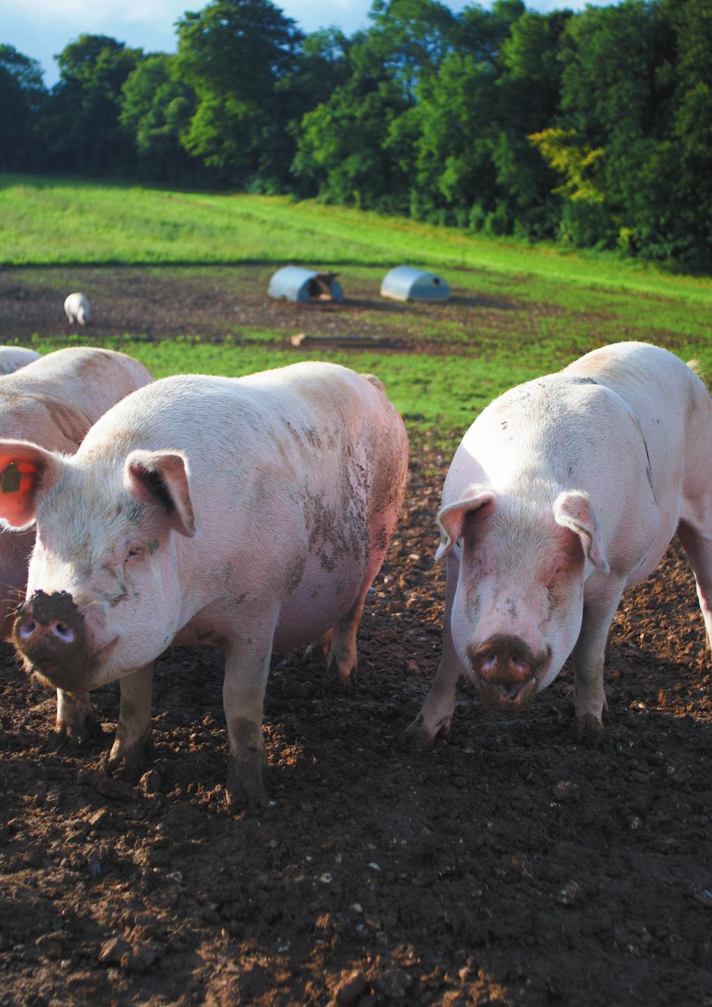 2 HEKTAR wiosna 2019 Zapobieganie afrykańskiemu pomorowi świń ASF (african swine fever) Afrykański pomór świń (ASF) można określić jako jedno z największych zagrożeń epidemiologicznych dla produkcji
