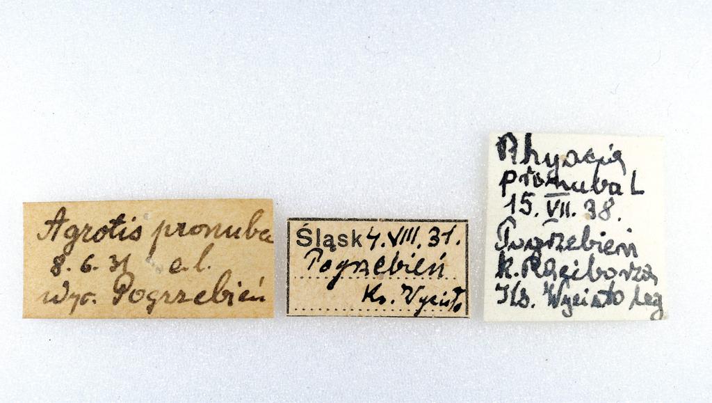 wznowiło działalność jako Muzeum Śląskie w Bytomiu, gdzie pod tą nazwą funkcjonowało do 1950 roku) (Droń 2011). Wśród nich znajdowały się okazy, które Muzeum Śląskie w Katowicach zakupiło od ks.