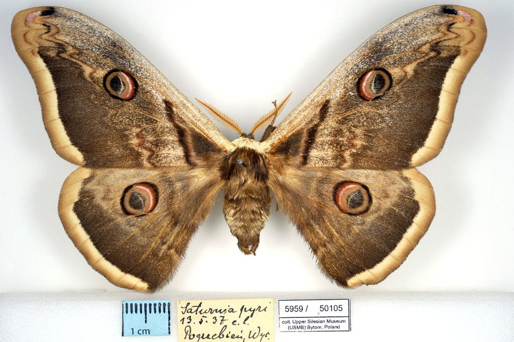 Saturnia pyri (Denis et Schiffermüller, 1775) (Ryc. 3) Woj. śląskie: Pogrzebień, 13.5.[19]37 e.l., Wyc.[isło], 1 ex. (USMB 5959/50105). Ryc. 3. Saturnia pyri z kolekcji ks. P. Wycisło, pod okazem oryginalna etykieta zdjęta ze szpilki (fot.