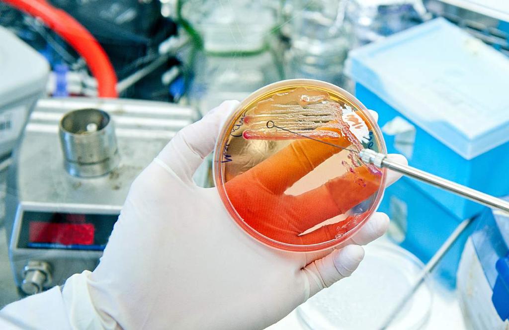 Mikrobiologia SZKOLENIA W TYM BLOKU TEMATYCZNYM: MIKROBIOLOGICZNE BADANIA ŻYWNOŚCI ORAZ INTERPRETACJA I WYKORZYSTANIE WYNIKÓW ZASTOSOWANIE MIKROBIOLOGII PREDYKTYWNEJ DO OCENY BEZPIECZEŃSTWA ŻYWNOŚCI