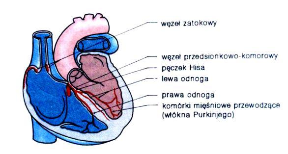 Naczynia kapilarne - 7% Tętnice - 16% serce - 7%