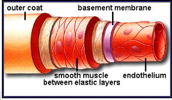 Budowa naczyń krwionośnych tętnice Naczynia krwionośne żyły TĘTNICA Tkanka łączna włóknista (gł.