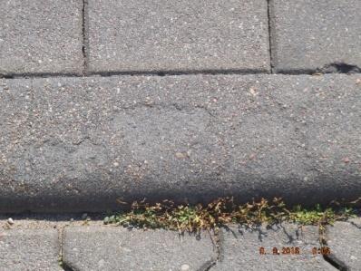 wykruszenia przytarcie