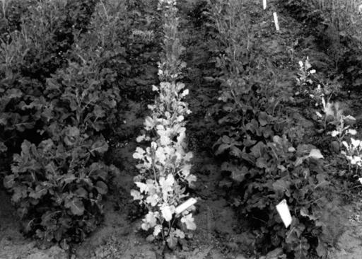 Mutacja typu Virescens u rzepaku ozimego Brassica napus L. 623 Po ruszeniu wegetacji, na wiosnę, następuje zmniejszenie zawartości chlorofilu w liściach całej rośliny (fot. 3).