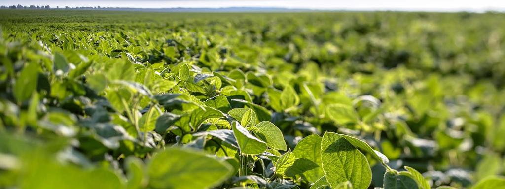 Największymi producentami soi są: Rumunia, Węgry, Serbia, Włochy, Rosja i Ukraina. Ostatnio dołączyła do nich też Polska.