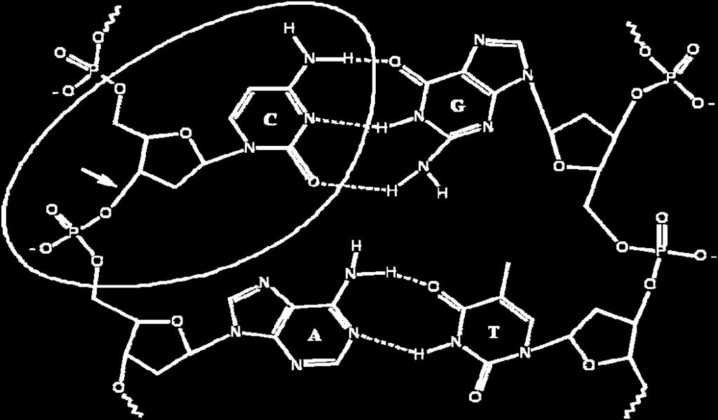 niskoenergetyczny orbital wirtualny π*, - po drugie możliwości rozerwania wiązania C O we fragmencie cukrowym. Tego rodzaju fragmentem struktury DNA jest pojedynczy nukleotyd.