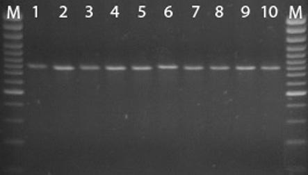 13 Lr21 Pm6 Fotografie z analiz obecności genów odporności Opis do fotografii: M - marker wielkości GeneRuler 100 bp Plus DNA Ladder (Fermentas), 1-5 - forma A10, 6-10 - forma