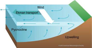 Upwelling Obserwjemy zmiany środowiska morskiego zjawisko wynoszenia wód głębinowych, zwykle