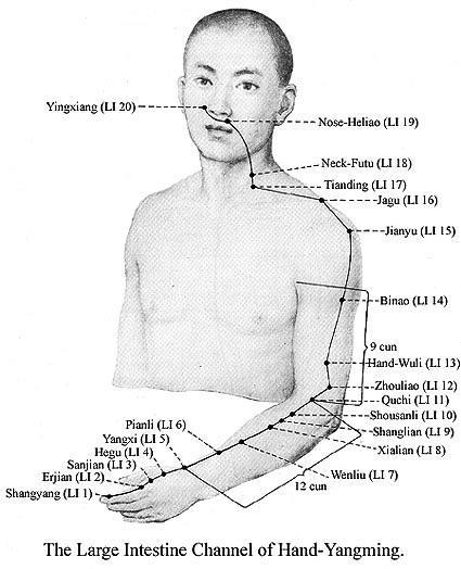 7 Rys. 1. Meridian yangming (jelita grubego) źródło: http://www.