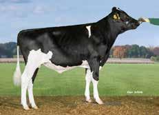 14 % +64 kg +67 kg produkcja skład mleka budowa bardzo wysoka płodność! My Dream P Noel pp CDF 156580 data urodzenia: 25.11.