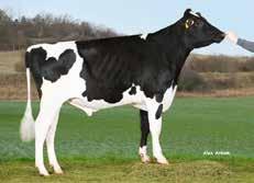 21 % +74 kg +44 kg najwyższy indeks gpf doskonały skład mleka budowa wymię! zdrowie długowieczność! TPI 2713 Predator Quentin pp CDF SPH Quentin 619188 data urodzenia: 03.12.