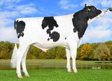 03 % +85 kg +70 kg Simon P nr 5 w Niemczech bardzo wysoka produkcja skład mleka budowa zdrowie długowieczność Soltan pp CDF 823213 data urodzenia: 02.08.
