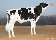 06 % +54 kg +43 kg skład mleka budowa długowieczność zdrowie Chance pp CDF ArJoy Chance 684690 data urodzenia: 01.09.