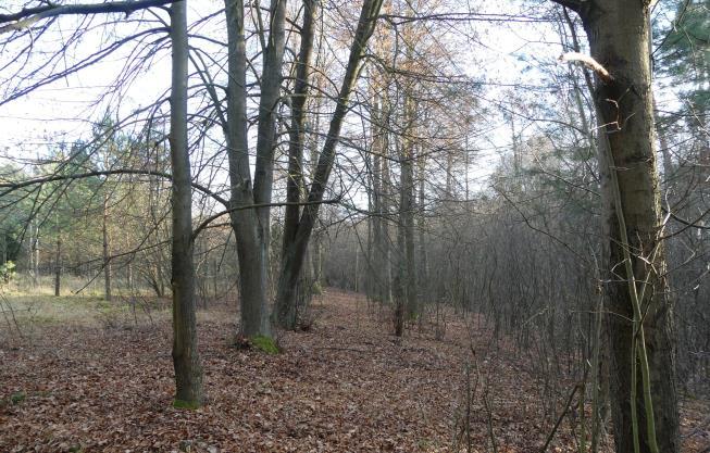 Obszar miododajny o istotnym znaczeniu. Brudzewice (Jaźwiny).