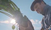 Marka cukier królewski» Z POLSKICH BURAKÓW OD LOKALNYCH ROLNIKÓW Cukier Królewski jest produkowany z buraków cukrowych naturalnego surowca uprawianego lokalnie przez plantatorów Südzucker Polska S.A., nierzadko w ramach długoletniej współpracy.
