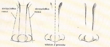 Rysunek nosa widzianego z