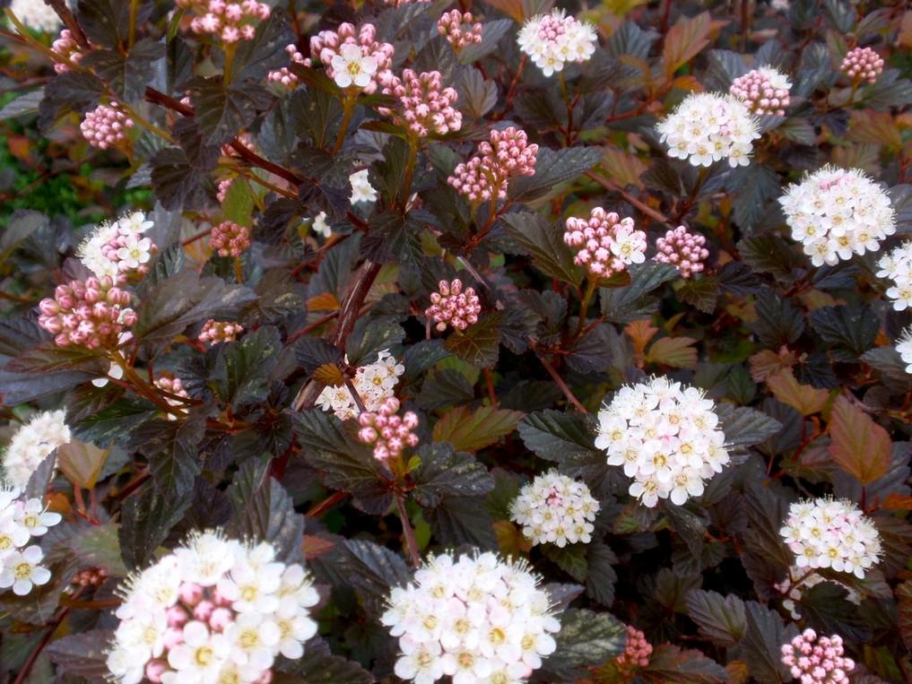 * Pęcherznica kalinolistna Physocarpus
