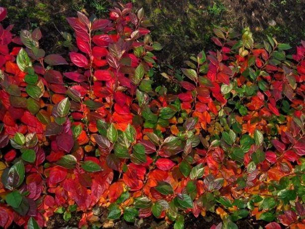 * Irga błyszcząca Cotoneaster lucidus.