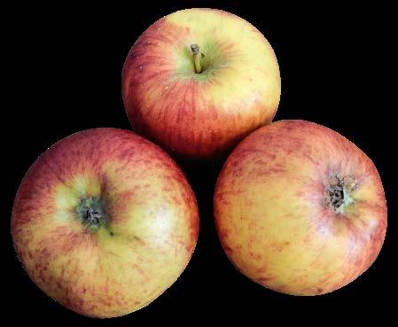 BRANDENBURGIA - KRAINA JABŁEK 21 HONEYCRUNCH ZAMIAST JAKUB LEBEL Indywidualny klient kupujący jabłka wcale może nie zauważa, że karuzela odmian kręci się stale.