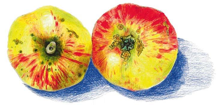 26 BRANDENBURGIA - KRAINA JABŁEK JAKUB LEBEL W przeciwieństwie do opisanych dotychczas odmian jabłek odmiana Jakub Lebel (Jakubek) jest naprawdę stara.
