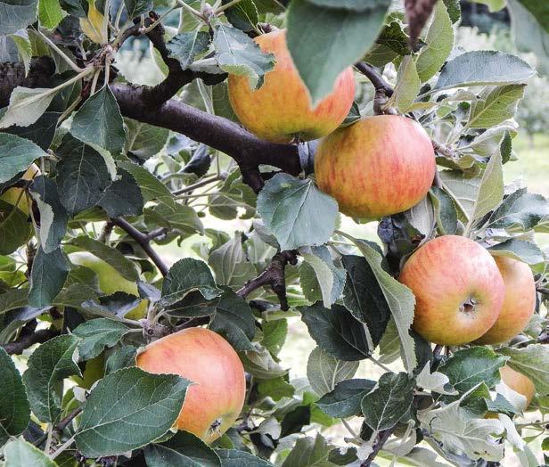 BRANDENBURGIA - KRAINA JABŁEK 27 ZUBOŻENIE GENETYCZNE MIMO WIELU ODMIAN Wobec dużej ilości nowych odmian jabłoni nie należy liczyć na to, że badania hodowlane nad jabłoniami w najbliższej przyszłości