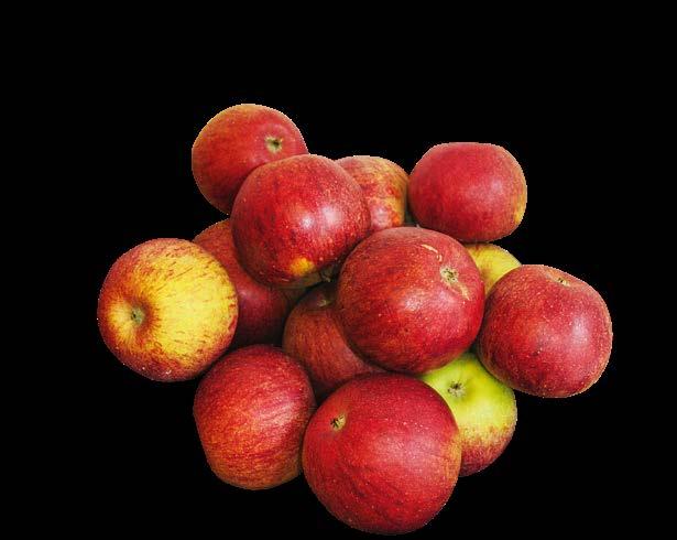36 BRANDENBURGIA - KRAINA JABŁEK Następnie osoby testowe musiały zjeść tyle jabłek, ile zdołały. Celem był kilogram na osobę. Jabłko należało koniecznie jeść ze skórką.
