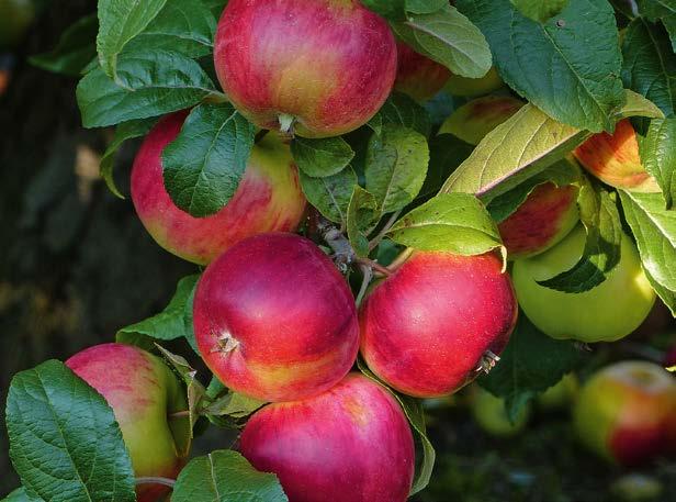 6 BRANDENBURGIA - KRAINA JABŁEK ODA DO JABŁKA Jabłoń rośnie w prawie każdym brandenburskim ogrodzie, a sady mniejszych lub większych gospodarstw sadowniczych należą do typowego elementu krajobrazu