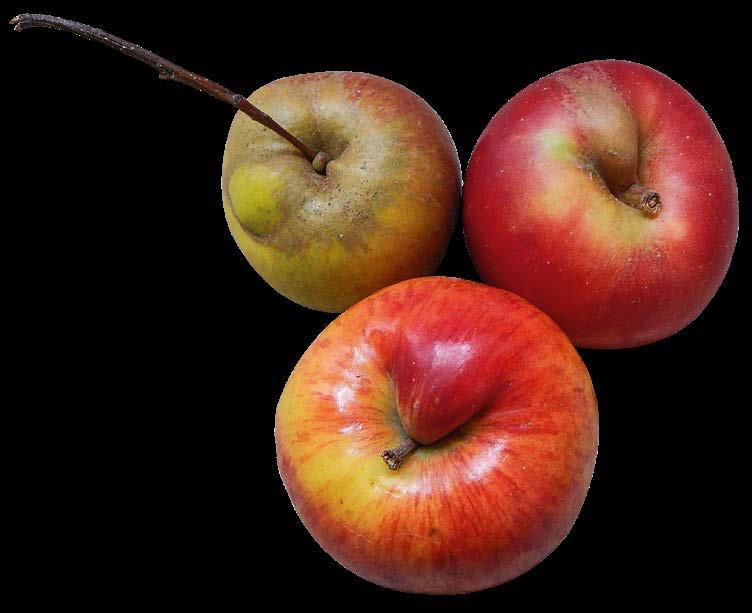60 BRANDENBURGIA - KRAINA JABŁEK JABŁKOWY QUIZ Nasz regionalny jabłkowy quiz jest trudny i w niektórych pytaniach celowo podchwytliwy.