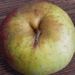 Jedwabna Koszulka) 9 Które jabłko rozpowszechnił w Brandenburgii Fryderyk II Wielki?