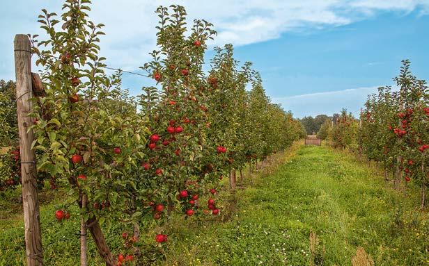 BRANDENBURGIA - KRAINA JABŁEK 7 i ogrodach odmian zwiedzający mogą poznać różnorodność jabłoni. Wiosną obchodzi się święta kwitnienia drzew, a jesienią święta jabłek.