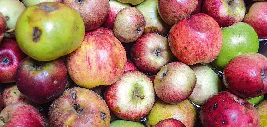 72 BRANDENBURGIA - KRAINA JABŁEK Jabłka z sadów naturalnych są wykorzystywane do wytwarzania soków. Zdjęcie: Florian Profitlich targach win jabłkowych we Frankfurcie nad Menem.