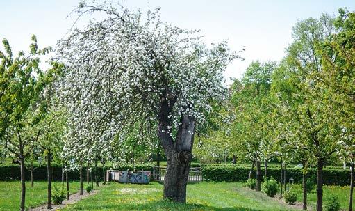 76 BRANDENBURGIA - KRAINA JABŁEK Jabłoń Borsdorfer Herbstrenette na terenie Alexandrowki ma 180 lat i należy tym samym do najstarszych jabłoni w Brandenburgii.