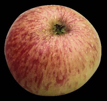 obserwatorowi na myśl przyjdą róże. I rzeczywiście jabłoń należy do wielkiej rodziny Rosaceae - różowatych.