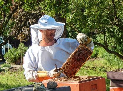 BRANDENBURGIA - KRAINA JABŁEK 9 PSZCZOŁY UWIELBIAJĄ KWIATY JABŁONI Wcześnie kwitnące drzewa owocowe są dla pszczół miodnych pierwszą ucztą w roku.