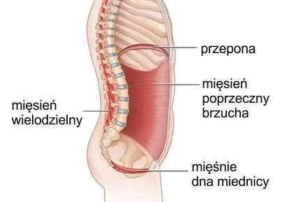 Mięśnie dna miednicy zamykają Twoją miednicę od dołu.