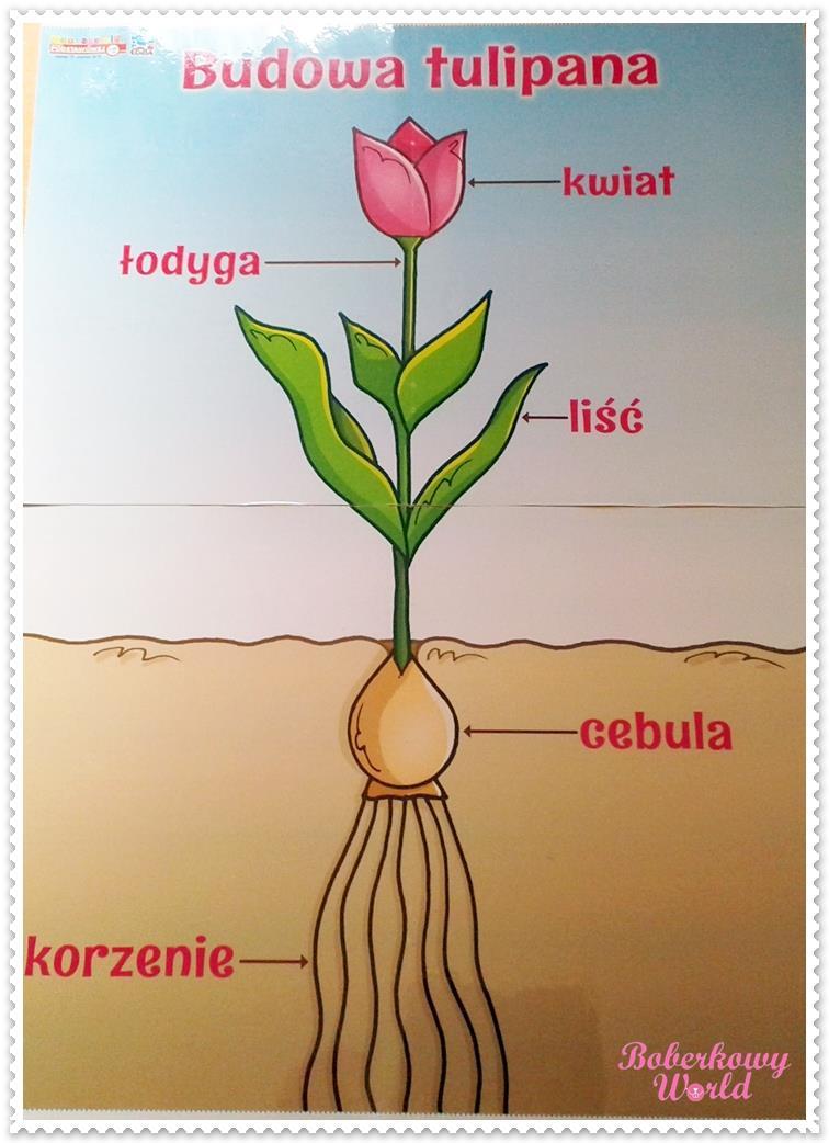 Karta pracy Tulipan Polecenie dla dziecka: Pokoloruj tulipana, wytnij kartoniki z nazwami