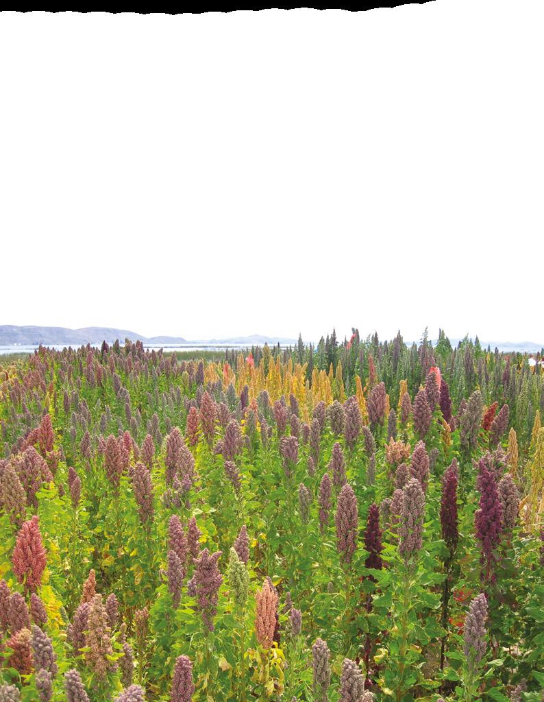 QUINOA