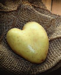 Wbrew temu, co sądzą niektórzy, ziemniaki są warzywem: dostarczają energii i witamin oraz posiadają niezaprzeczalne walory odżywcze.