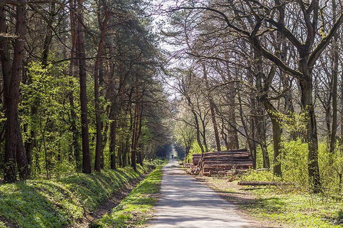 LAS- PUSZCZA NIEPOŁOMICKA Puszcza Niepołomicka w swojej historii nosiła różne nazwy np. w 1242 r. nazywano ją Las Kłaj. Po raz pierwszy Puszczą Niepołomicką nazwano ją w 1441 r.