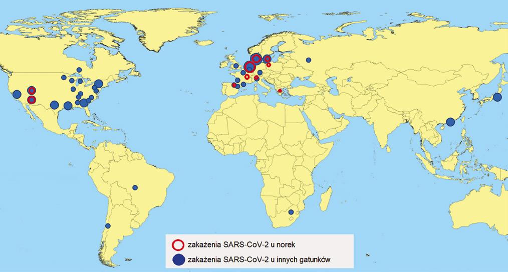 wykryto przeciwciała przeciwko SARS-CoV-2 (28, 31, 32). Wirusa SARS-CoV-2 wykryto także u norek hodowlanych (Neovison vison) w kilku krajach (3).