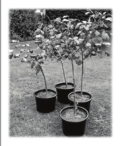 DEAR NEIGHBOURS! The local garden centre has given us some fruit trees for free! Let s meet in our park on Saturday morning to plant them. Bring your kids with you.