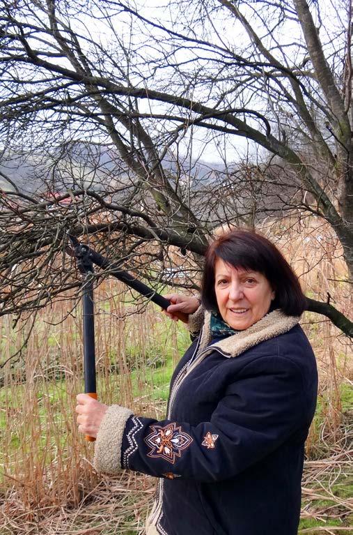 Po co tniemy rośliny owocowe Usuwamy uszkodzone konary i chronimy przed chorobami Pamiętaj też, że każde złamanie gałęzi, wszystko jedno, czy nastąpiło pod wpływem zimowych wichur czy letniej burzy,