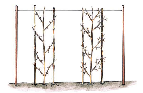 Szpaler z krzewów agrestu Aby jeść smaczne, duże owoce agrestu i nie kłuć się przy zbieraniu, posadź swoje krzewy w jednej linii i uformuj z nich szpaler.