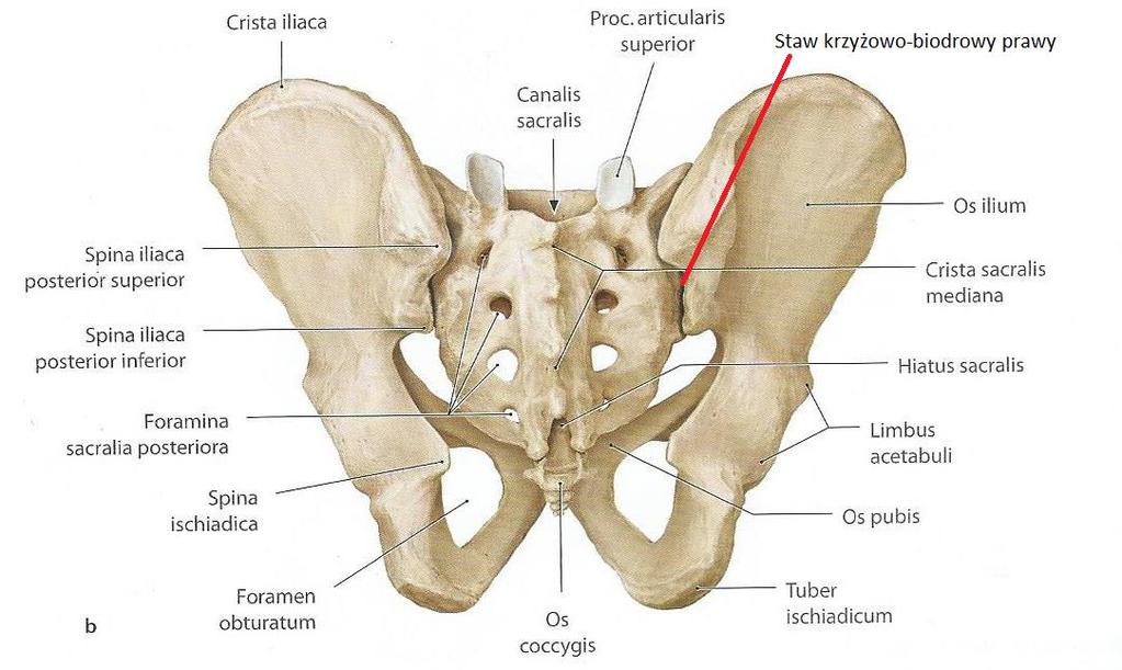 Kość miedniczna składa się z trzech części. Kość biodrowa (os ilium) Kość  kulszowa (os ischium) Kość łonowa (os pubis) - PDF Darmowe pobieranie