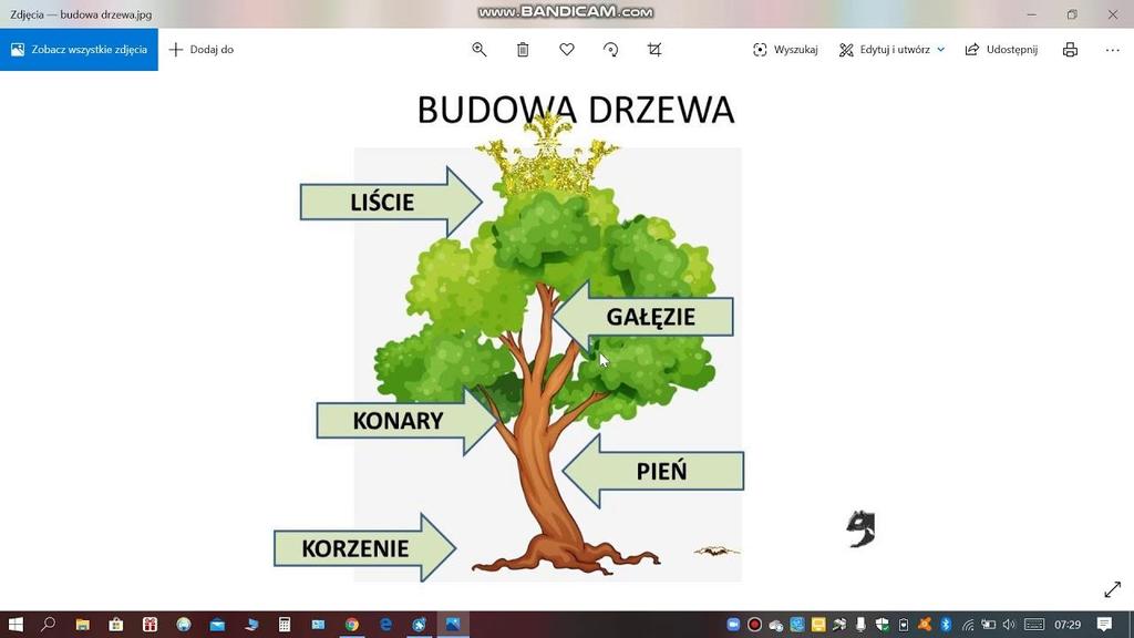 Karta pracy, cz. 3, nr 78. Przeczytaj tekst razem z rodzicem, rodzic czyta wyrazy, a dziecko nazwy zdjęć. Jak zbudowane jest drzewo? Nazwij z rodzicem poszczególne elementy budowy drzewa.