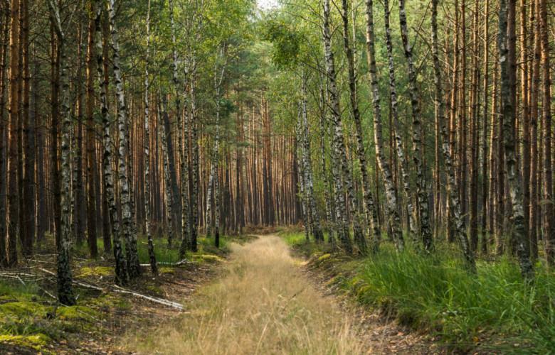 Pomyśl, co może czuć las po prawej stronie, a co po lewej stronie. Zadanie: dziecko ogląda wraz z rodzicem zdjęcie lasu.